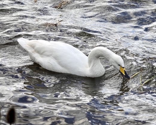 whooper swan